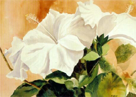 White Hibiscus