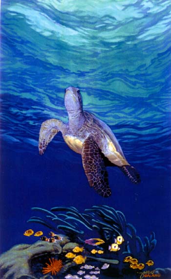 Honu, Hawaiian Green Sea Turtle