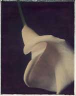 Calla I