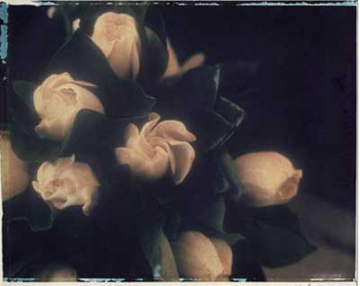 Gardenia
