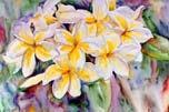 White Plumerias