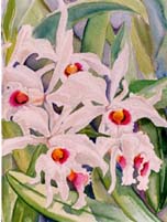 Pink & White Orchid