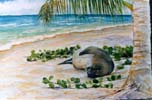 Sleeping Monk Seal & Palm